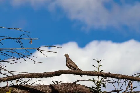 A low angle view of a tiny bird sitting on the branch of the tree under a blu Stock Photos