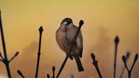 Low angle view of a tiny sparrow perched on the tree branch against the blurry Stock Photos
