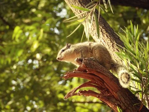 A low angle view of a tiny squirrel sitting on the trunk of the tree in the f Stock Photos