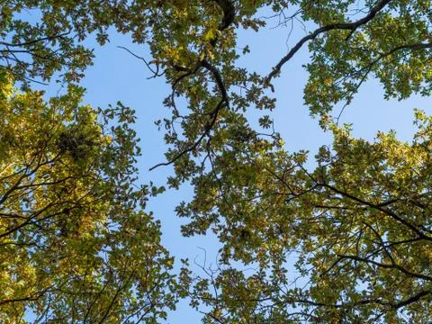 Low angle view into top of oak trees with blue sky Stock Photos