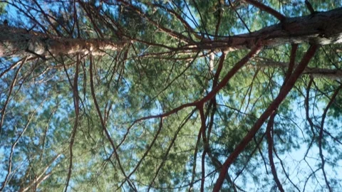 Low angle view of tops of trees and blue sky. View from swinning hammock. Summer Stock Footage 145210364