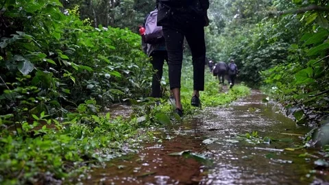 A low-angle view of tourists or hikers trekking through flooded jungle path.. 스톡 동영상 314206552