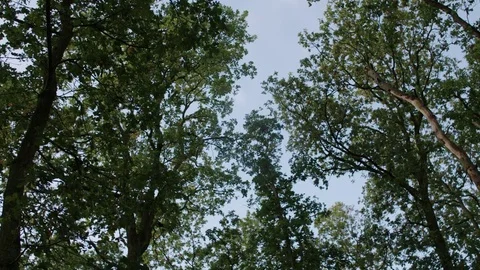Low angle view towards the top of some trees in the forest on a sunny day Stock Footage 85216195