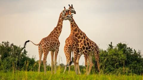 Low angle view of tower of three giraffe in plains of Murchison Falls 스톡 사진