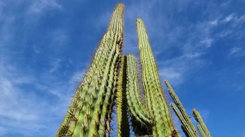 Low Angle View of Towering Desert Cacti Against a Blue Sky in Baja California Stock Footage 338132714