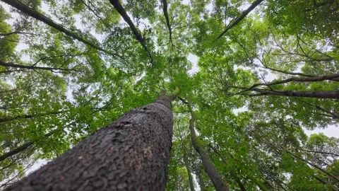 Low angle view of towering green forest trees reaching towards the sky 動画素材 347045201