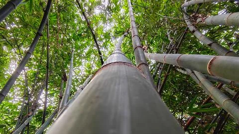 Low Angle View of Towering Green Bamboo Forest Stock Photos