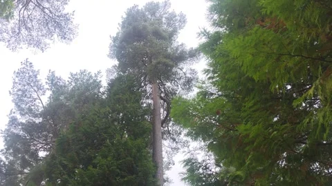 Low angle view of towering pine tree rising above dense evergreen conifers Stockbeeldmateriaal 347591249