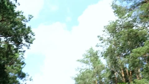 Low angle view of towering trees against blue sky with clouds Stock Footage 313091120