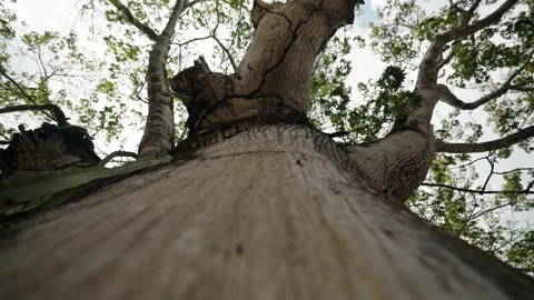 Low angle view of towering tropical tree trunk in Peten Guatemala jungle Stock Footage 335363422