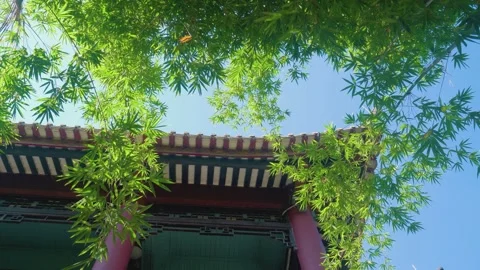 Low angle view of traditional Chinese architecture roof framed by lush green Stock Footage 342025720