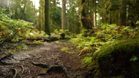 Low angle view of a trail through an old growth forest Video stock 123299673