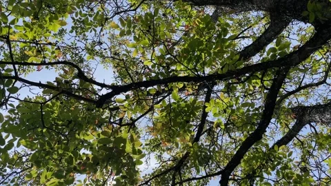 Low angle view on the tree against a blue background Video stock 276388176