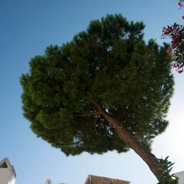 Low angle view of tree against sky, Capri, Campania, Italy Stock Photos