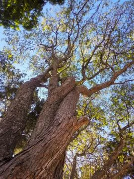 Low angle view of tree against sky. Stock Photos