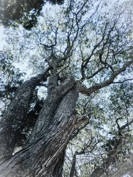 Low angle view of tree against sky. Stock Photos