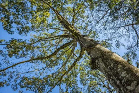 Low angle view of a tree against a blue sky, Yaxchilan Stock Photos
