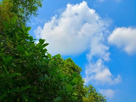 Low Angle View Of Tree Against Cloudy Sky Stock-Fotos