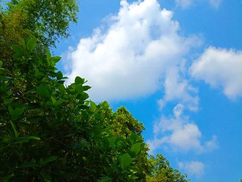 Low Angle View Of Tree Against Cloudy Sky Stock Photos