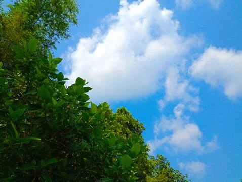 Low Angle View Of Tree Against Cloudy Sky Stock Photos