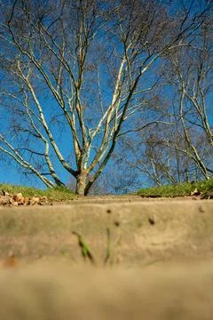 Low-angle view of a tree against a blue sky Stock Photos