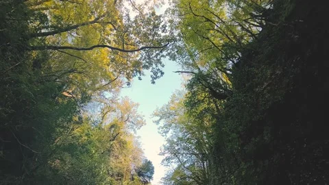 Low angle view of the tree and blue sky Stock Footage 161777636