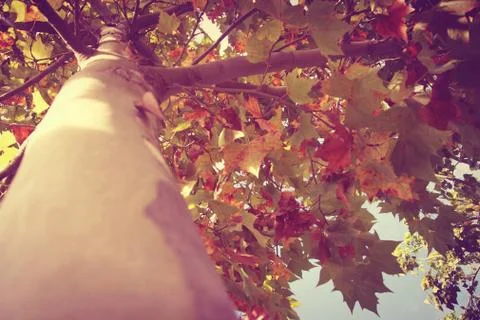 Low angle view of tree in autumn Stock Photos