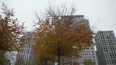 A low angle view of a tree beside an apartment building in autumn. Stock Footage 120372298