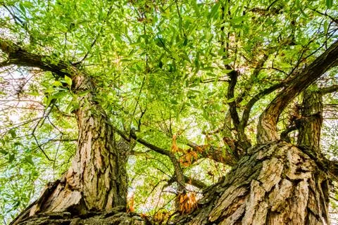 Low angle view of tree, from bottom to top Stock Photos