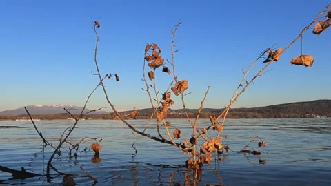 Low angle view of tree branch in lake, slow motion Vídeos de archivo 278946244