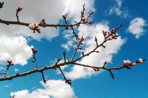 Low angle view tree branch Stock Photos