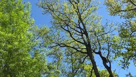 Low Angle View of Tree Branches Against Blue Sky – Nature Environment Concept Stock Footage 322103156