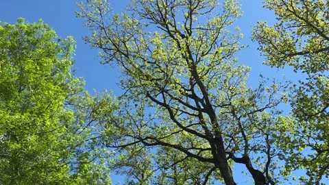 Low Angle View of Tree Branches Against Blue Sky Video stock 322103215