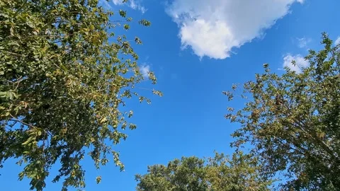 Low angle view of tree branches against bright blue sky with scattered whit.. Stock Footage 336043502