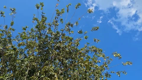 Low angle view of tree branches against bright blue sky with scattered whit.. Stock Footage 336043521