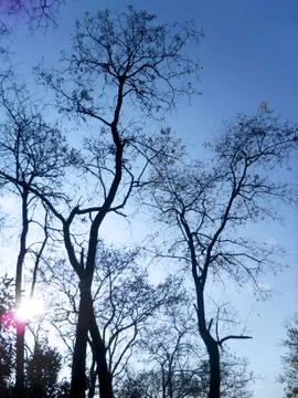Low Angle View of Tree Branches Silhouette Stock Photos