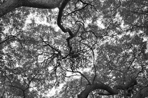 Low Angle View of Tree branches. Black and White. Dark tone. Stock Photos