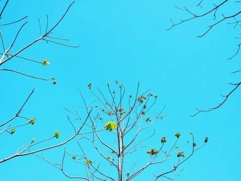 Low Angle View of Tree Branches with a Few Leaves Against Blue Sky Foto stock