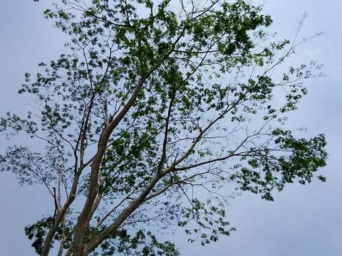 Low angle view of tree branches and leaves against a clear light blue sky Stock Photos