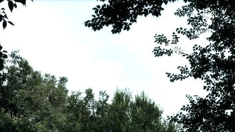 Low Angle View of Tree Branches Framing a Bright Sky 스톡 사진