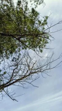Low Angle View of Tree Branches Against a Bright Cloudy Sky Stock Photos