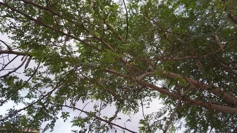Low Angle View of Tree Branches and Leaves Against a Cloudy Sky Fotos de archivo