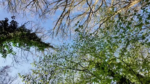 Low-angle view of the tree canopy in a spring forest. Vídeos de archivo 333205868