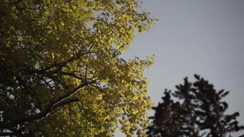 LOW ANGLE VIEW OF TREE CANOPY WITH SUNLIT LEAVES AGAINST CLEAR SKY Vidéo 336970125