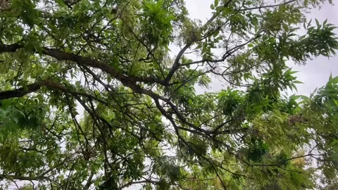 Low-Angle View of Tree Canopy and Branches Swaying Strongly in Stormy Wind Stock Footage 344310919