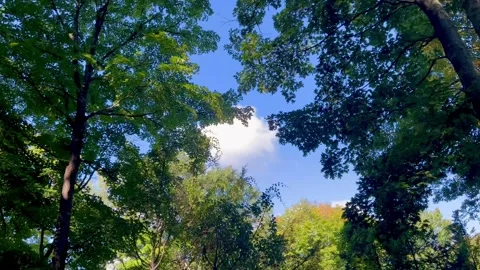 Low Angle View of Tree Canopy and Swaying Leaves Against Sky Stock Footage 345831040