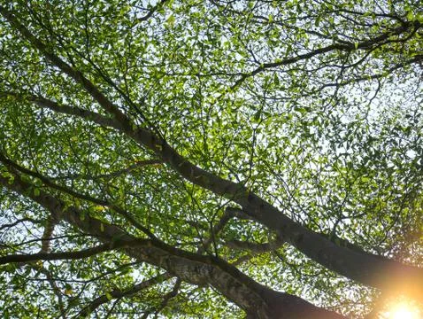 Low Angle View of Tree Canopy in the Park Stock Photos