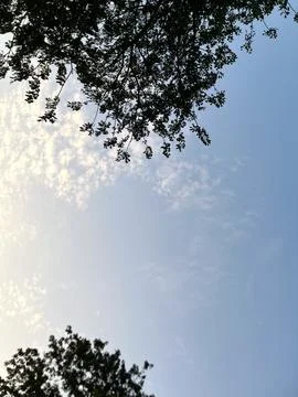 Low Angle View of Tree Canopy and Cloud Sky 写真素材