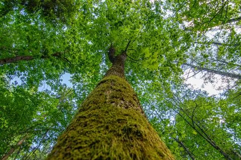 Low angle view of tree crowns in the forest Stock Photos