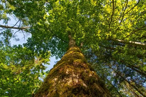 Low angle view of tree crowns in the forest Stock Photos
